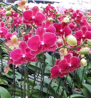 Red Orchid Flowers - Doritaenopsis Taida Salu "Alisan" - the ever popular phalaenopsis Red Orchid, Orchid Plant Care, Red Orchids, Orchid Flowers, Pink Orchids, Beautiful Orchids, Orchid Plants, Red Sky, Orchid Flower