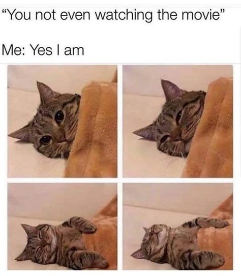 Cat Life Hacks, Cute Cat Memes, Cat Hacks, Pet Hacks, Funny Cat Memes, Funny Cat Pictures, Cate Blanchett, Silly Cats, Crazy Cats