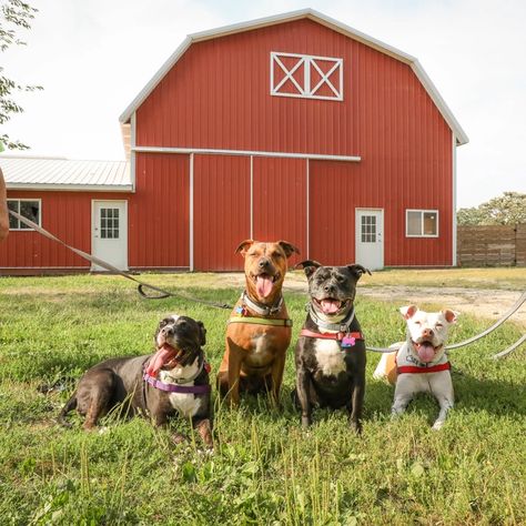 The Big Barn | ALIVE Rescue Rescue Farm Animals, Rescue Farm, Animal Rescue Ideas, Journal 2024, Indoor Play Areas, Pet Name Tags, Dog Suit, Future Farms, Animals Farm