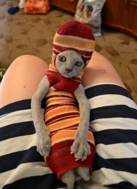 Dobby Cat, Meme Chat, Söpö Kissa, Silly Animals, Funny Cute Cats, E Card, Silly Cats, Pretty Cats, Funny Animal Pictures