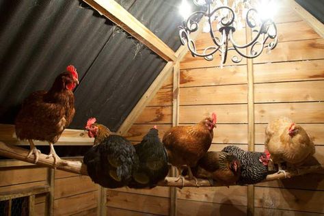 Brown Siding, Inside Chicken Coop, Urban Chicken Coop, Coop Signs, Portable Chicken Coop, Urban Chickens, Raise Chickens, Coop Design, Best Chicken Coop