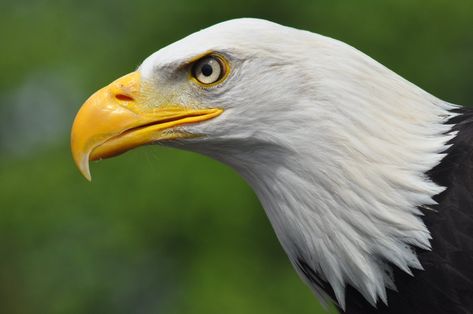 mighty bald eagle by evilpinguperson Eagle Side View, Side View Of Face, Black And White Photography Portraits, Eagle Artwork, Eagle Face, Eagle Drawing, Eagle Pictures, Eagle Art, Wildlife Park