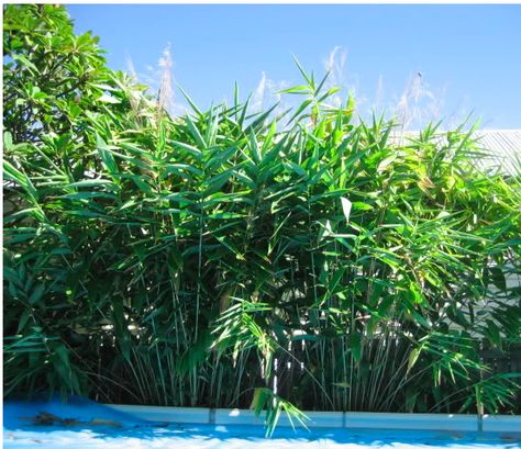 Tiger Grass for the area between your fence and pergola Tiger Grass Landscaping, Tiger Grass Plant, Backyard Extension, Pergola Area, Grass Fence, Pool Plants, Bali Garden, Tiger Grass, Gazebo Ideas