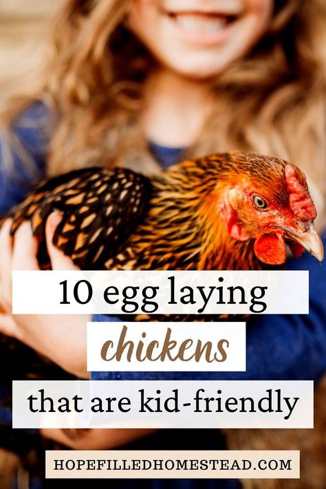 Chicken Coop Lean To, Friendly Chicken Breeds, Chicken Coop Names, Chicken Breeds With Pictures, Chicken Housing, Raising Chickens For Beginners, Chicken Breeds For Eggs, Best Chicken Breeds, Chickens For Beginners