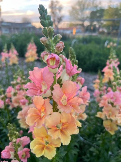 Chantilly Snapdragons are a group 1 snapdragon, meaning they are one of the first varieties to flower. They are the perfect addition to any spring cut flower garden. Check out the link to see how to grow these beauties! Snapdragons Aesthetic, Snapdragon Flowers Aesthetic, Snapdragon Aesthetic, Chantilly Snapdragons, Snapdragons Flowers, Snapdragon Bouquet, Pink Snapdragon, Flower Portfolio, Snap Dragons