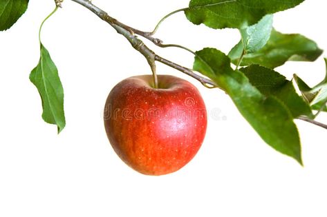 Revelations Art, Apple On Tree, Apple Branch, Ballet Dance Photography, White Apple, Fruit Art, Apple Juice, Dance Pictures, Apple Tree