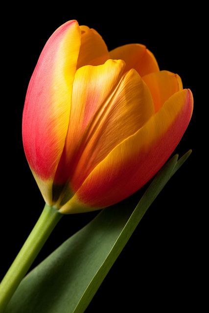 It's all about the colour and style at www.brandinacan.com.au check out our logos cheers Tulips Garden, Beautiful Flowers Wallpapers, Gardening Supplies, Tulips Flowers, Orange And Yellow, Exotic Flowers, Flower Beauty, Flowers Nature, Flower Photos