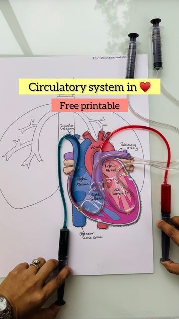 Circulatory System Experiment, Circulatory System Model, Pulmonary Circulation, Circulatory System Projects, Systemic Circulation, Circulatory System For Kids, Superior Vena Cava, Tlm Ideas, Human Body Systems Projects