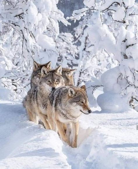 (31) wolf lovers (@Wolf_lover_c) / X Wolf Pack Wallpaper, Regard Animal, Winter Wolves, Wolf Images, Wolf Photos, Follow The Leader, Wolf Wallpaper, Wolf Love, Howl At The Moon