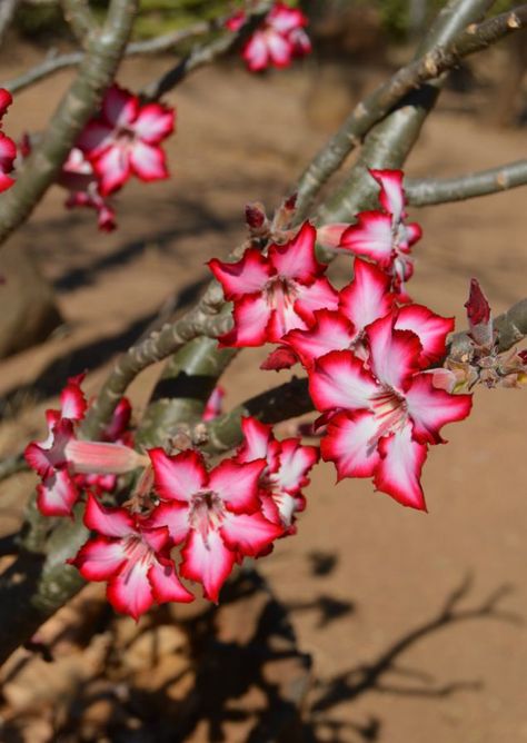 Impala Lily, Kruger Park, South Africa, Stunning flowers on a succulent tree Impala Animal, Impala Lily, South African Flowers, Succulent Tree, African Tattoo, Floral Textile, Budget Garden, National Park Vacation, African Flowers