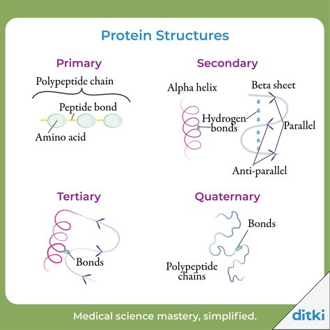 Structure Of Proteins, Protein Structure, Lipids Biochemistry Notes, Proteins Biochemistry, Lipids Biochemistry, Quaternary Structure Of Protein, Protein Chart, Protein Structure Biology, Protein Biochemistry