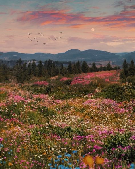 meadows in my dreams🌙 Horse In Flower Field, Meadows Aesthetic, Meadow Aesthetic, Records Aesthetic, Sunset Meadow, Flowery Meadow, Meadow Photography, Veil Ideas, Flower Meadows