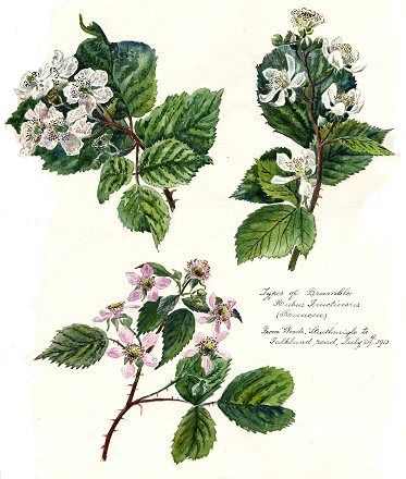 Botany: Types of Bramble - Archives Hub Bramble Bush, Blackberry Tattoo, Science Drawing, Cottage Illustration, Tattoo Reference, Plant Shop, Art Resources, Uk Images, Floral Sleeve