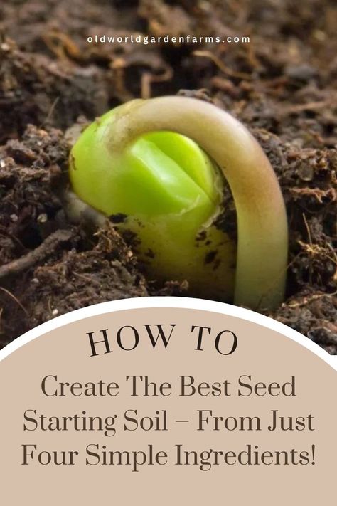 A young seedling that is just starting to sprout above the soil. From oldworldgardenfarms.com. Soil Recipe, Seed Starting Soil, Seed Starting Mix, Growing Strong, Starting Seeds Indoors, Starting A Garden, All Vegetables, Organic Seeds, Growing Seeds