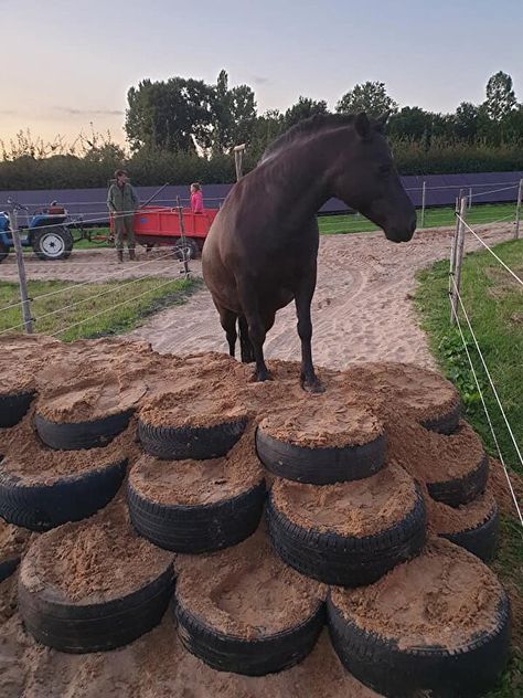 Paddock Trail, Horse Paddock, Horse Photography Poses, Horse Farm Ideas, Diy Horse Barn, Paddock Paradise, Horse Barn Designs, Dream Stables, Horse Barn Plans