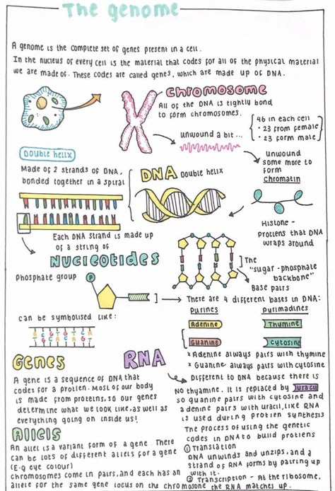 The genome | Medical school inspiration, Nursing school notes, Nurse study notes Human Genome Project Notes, Neurosurgeon Notes, Cell Biology Notes Aesthetic, Neurosurgeon Aesthetic Notes, Embryology Aesthetic, Genetics Notes Biology, Biochem Notes, Biology Student Aesthetic, Genetics Aesthetic