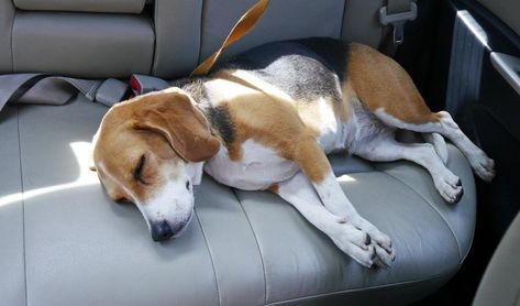 Dog Car Sickness Remedies, Sickness Remedies, Dog Sleep, Car Sick, What Kind Of Dog, Cute Beagles, Sick Dog, Motion Sickness, Dog Hacks