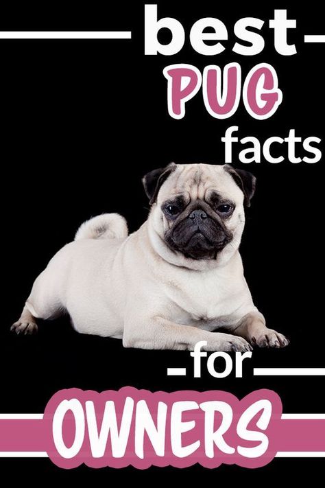 Pug Facts, Pug Quotes, Black Pugs, Pug Clothes, Pug Breed, Pug Names, Dog Size Chart, Black Pug Puppies, Ugly Dogs