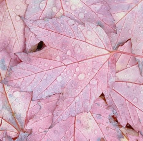 Pink Fall Aesthetic Widget, Pink Fall Vibes, Pink Earthy Aesthetic, Christmas Tree Ideas Natural, Christmas Decor Yard Decorations, Pink Autumn Wallpaper, Fall Aesthetic Pink, Outside Christmas Decor Yard Decorations, Pink Fall Leaves