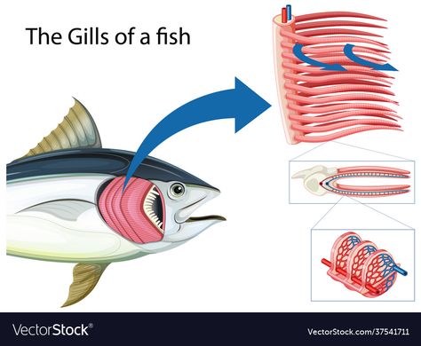 Fish Gills, Primary Science, Cartoon Fish, Fish Vector, Fish Illustration, Body Systems, Vector Art, Adobe Illustrator, Grilling