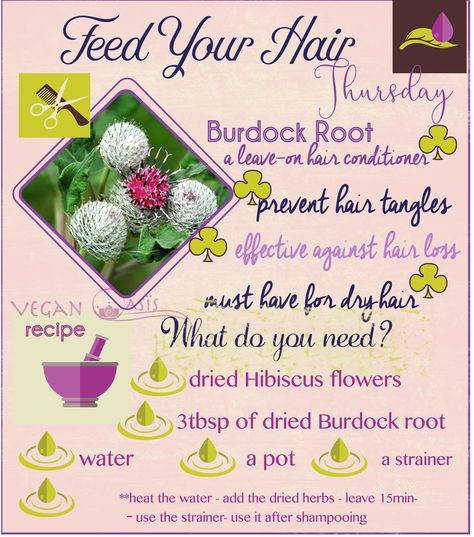 Burdock root is a must have for dry hair🐉The root has medical qualities that are perfect for hair care. Researches has been found effective against hair loss. It contains mucilage that has protein and polysaccharides those are it's ability to strengthen and condition the hair.#herbs#naturalremedy#holistic#medicine#hair#burdock#root#plant#green#vegan#protein#benefits#essential#GrownYourOwn#flower#seed#elixir#therapy#HealthCoaching#RawFoodist#HolisticHealthDesigner#@holisticlogos Worm Wood Herb Benefits, Yellowdock Root Benefits, Burdock Root Tea Benefits, Beet Root Powder Benefits, Hair Herbs, Burdock Root Benefits, Licorice Root Benefits, Burdock Root Tea, Flower Healing