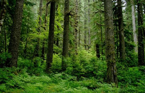 Different Types Of Forests, Temperate Deciduous Forest, Norway Forest, Rainforest Biome, Types Of Forests, Oregon Forest, Temperate Rainforest, Evergreen Forest, Oregon Coast