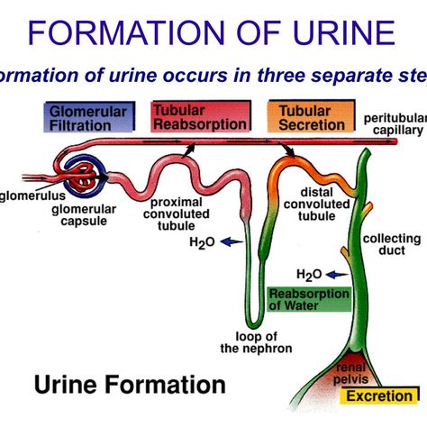 #urine #fyp #science_online #hebasoffar #viral #foryou #usa #scienceonline #trending The formation of urine is necessary for maintaining the chemical and fluid balance of the body, It ensures the elimination of harmful substances, regulates essential electrolytes and pH levels, supports normal blood pressure, and conserves vital nutrients. Without proper urine formation, the body would quickly accumulate toxins and waste, leading to severe health problems. https://www.online-sciences.com/h... Urine Formation Flow Chart, Urine Analysis Cheat Sheet, Urine Formation, Normal Blood Pressure, Body Fluid, Ph Levels, Cheat Sheets, Health Problems, Blood Pressure