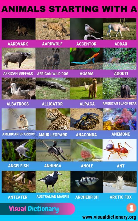 Animals that Start with A Animal Types, English Animals, Animals Name In English, Animal Infographic, English Knowledge, Circle Mehndi, Visual Dictionary, African Wild Dog, Domestic Animals