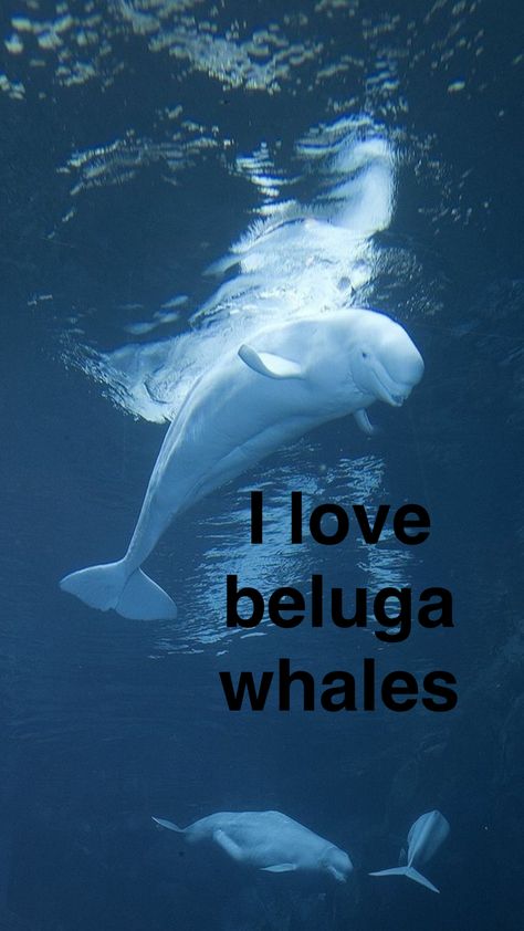 Beluga whale Beluga Whale Aesthetic, Beluga Whale Wallpaper, Beluga Whale Drawing, Beluga Whale Funny, Bowhead Whale, Whale Pictures, Beluga Whales, Whale Drawing, Beluga Whale