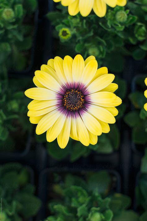 Top View Flower, Flowers From Above, African Daisy Flower, Flowers Top View, Collection Moodboard, Mural Inspiration, African Daisy, African Plants, Flower Blooming