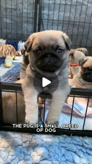 74K views · 14K likes | Ms. Pugs on Instagram: "Pug 🐶 One of the most popular dog breeds in the world.   Thank you 1minuteanimals from TikTok for the great video  ⚠️ All rights® are reserved & belong to the video owner Please send us your IG in DM if you aren't tagged ✌️  #pugpuppy #pugmania #pugpuppies #puggle #pugstuff #pugobsessed #pugofinstagram #pugstyle #pugsnotdrugs #dogs #dogstagram #dogsitting #dogboarding" Pug Videos, Funny Pug Pictures, Pug Puppies For Sale, Pug Gifs, Small Pug, Pug Dog Puppy, Cute Pug Puppies, Black Pug Puppies, Baby Pugs