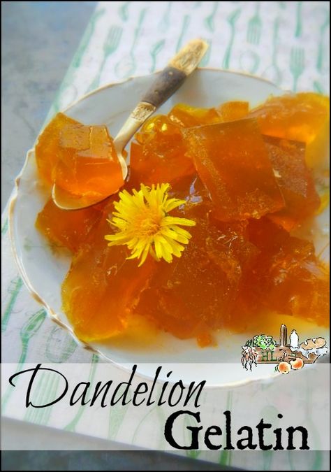 Wondering what to do with your dandelions? Forage them and make dandelion gelatin, of course! With dandelion, honey and turmeric this is a healthy treat everyone will love. Dandelion Candy, Dandelions Embroidery, Honey And Turmeric, Dandelion Honey, Edible Flowers Recipes, Gelatin Recipes, Foraging Recipes, Photography Macro, Foraged Food