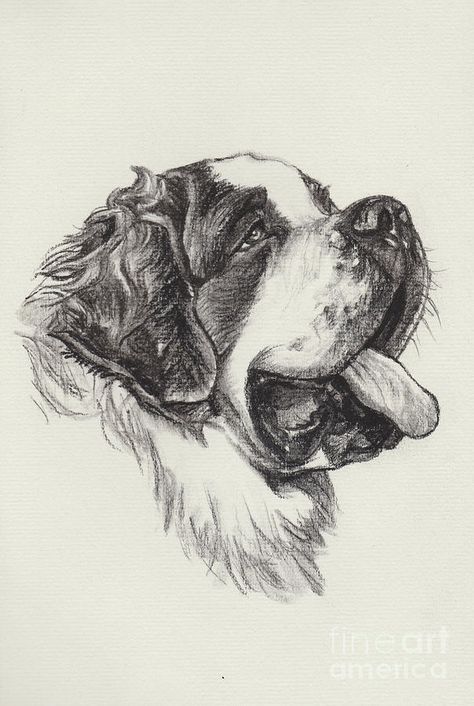 Saint Bernard Drawing, Jesus Art Drawing, Dog Profile, Saint Bernard Dog, St Bernard Dog, Flower Tattoo Drawings, Eagle Painting, Profile Drawing, Animal Drawings Sketches