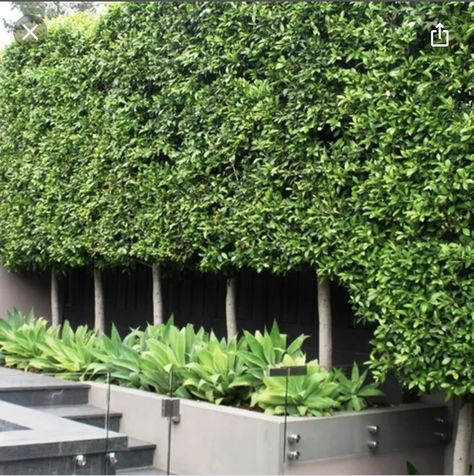 Ficus Hedge, Tree Hedge, Pleached Trees, Leaf Structure, Plant Nutrients, Formal Gardens, Green Tree, House Landscape, Back Garden