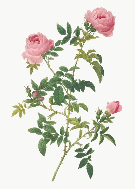 Illustration Rose, Megan Hess, China Rose, Rose Illustration, Leaves Illustration, Apple Roses, Damask Rose, Pink French, Rose Trees