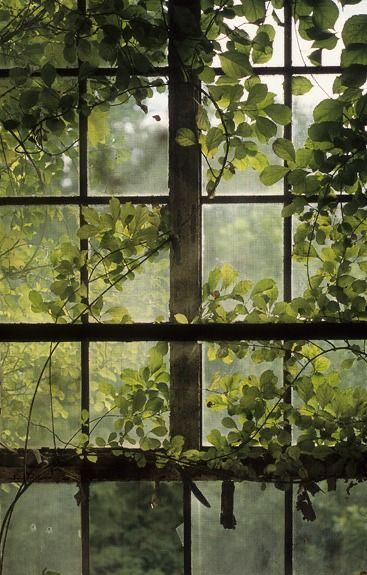 Green Academia, Dark Green Aesthetic, Green Forest, Window View, Nature Aesthetic, Green Aesthetic, Pretty Pictures, Lock Screen Wallpaper, Secret Garden