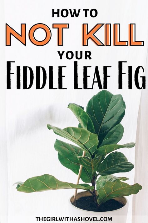 Fig Plant Care, Fig Leaf Tree, Fiddle Leaf Fig Care, Fiddle Fig Tree, Fiddle Tree, Fiddle Leaf Fig Plant, Fiddle Leaf Tree, Fig Plant, Fiddle Fig