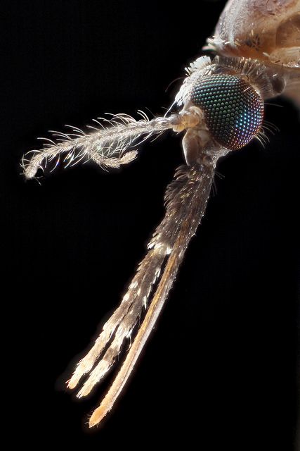 Mosquito | von Macroscopic Solutions Mosquito Aesthetic, Science Communication, Peace Corps Volunteer, Mark Smith, Peace Corps, University Of Connecticut, Mechanical Design, Display Screen, Connecticut