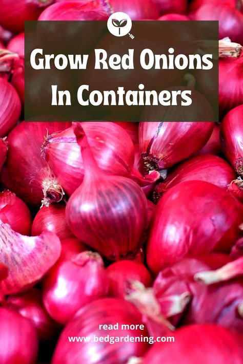 Growing Red Onions, Grow Red Onions, Onions In Containers, Growing Organic Vegetables, Growing Onions, Onion Bulbs, Planting Onions, Bucket Gardening, Shade Garden Plants