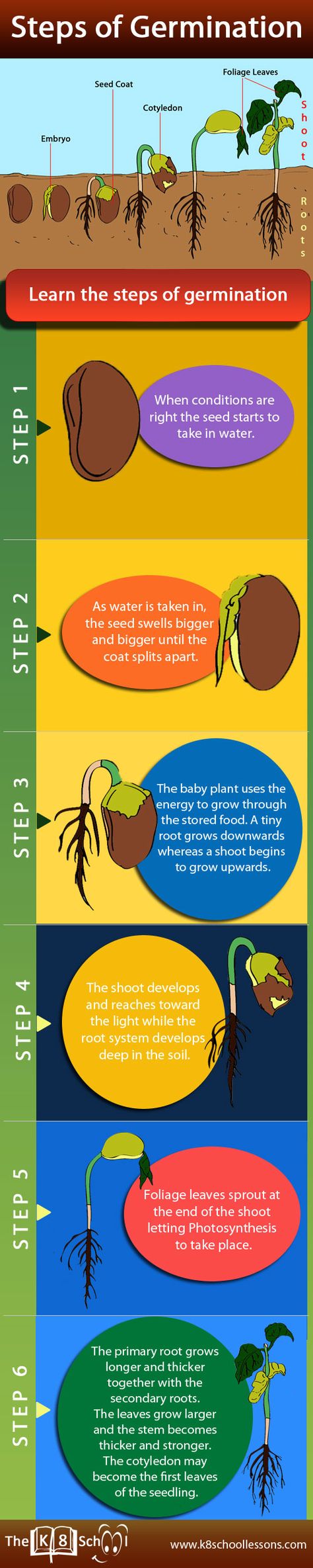 Seed Germination Worksheet, Germination Of Seeds For Kids Project, Evs Tlm For Primary Classes, Germination Of Seeds For Kids, Seed Germination Project, Seed Germination For Kids, Germination Of Seeds, Coleus Care, Plant Lessons