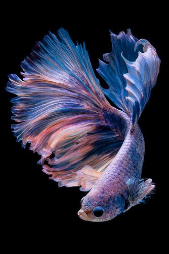 Ikan Laga, Betta Fish Types, Pretty Fish, Beta Fish, Beautiful Sea Creatures, Fish Wallpaper, Fish Drawings, Pet Fish, Exotic Fish