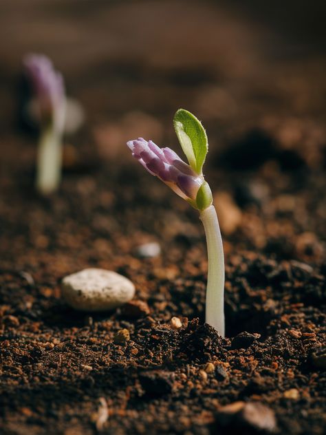 How to Grow Lavender from Seed: A Simple Guide - Little Flower Cottage Seed Aesthetic, Grow Lavender From Seed, Growing Lavender From Seed, Lavender From Seed, Lavender Growing, Flowers That Attract Butterflies, Grow Lavender, Poetry Projects, Lavender Seeds