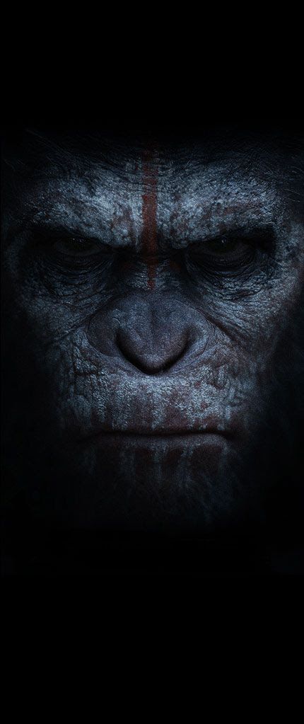 Planet Of The Apes Wallpaper, Apes Wallpaper, Gorilla Wallpaper, Plant Of The Apes, Dawn Of The Planet, Desenho Tom E Jerry, Movie Site, Gorilla Tattoo, Movie Sites