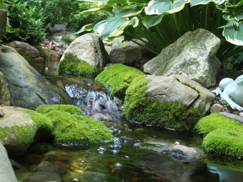 Mossy rocks in the shady stream Mossy Rocks, Rock And Stone, Fountains Backyard, Pond Landscaping, Natural Pond, Backyard Water Feature, Water Gardens, Water Falls, Water Features In The Garden