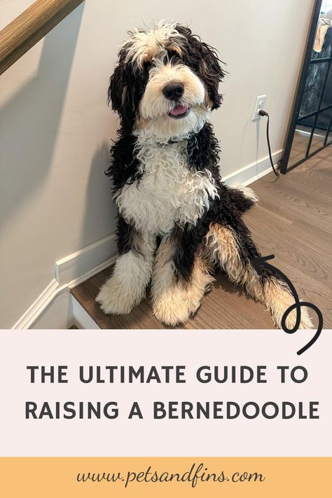 The Ultimate Guide to Raising a Bernedoodle https://petsandfins.com/bernedoodles-complete-guide At Berdoodle, Bernese Doodle Dog, Bernese Mountain Doodle, Bernedoodle Puppy Training, F1b Mini Bernedoodle, Micro Mini Bernedoodle Full Grown, Micro Bernedoodle Full Grown, Bernedoodle Teddy Bear Haircut, Bernadoodles Full Grown