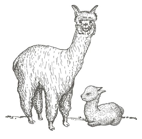 Alpaca and her cub sketch llama mama wit... | Premium Vector #Freepik #vector #cute-llama #lama #alpaca #llama Lama Sketch, Hand Drawing Sketch, Baby Hands, Psd Icon, Hand Drawing, Chinese Painting, Drawing Sketch, Vector Photo, Llama