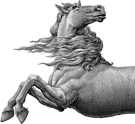 Scratchboard Illustration, Conceptual Illustrations, Scratchboard Art, Engraving Illustration, Conceptual Illustration, Engraving Art, Horse Drawing, Ink Illustrations, Illustrations And Posters