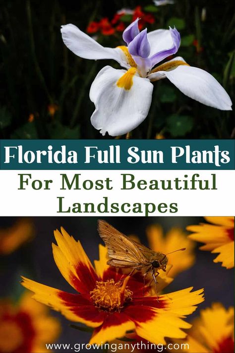 20 Florida Full Sun Plants For Most Beautiful Landscapes Florida Full Sun Plants, Full Sun Front Yard Landscaping Ideas, Florida Plants Landscaping, Florida Landscaping, Florida Plants, Full Sun Plants, Zone 9, Sun Plants, Low Maintenance Garden