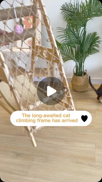 Diy Catwalks For Cats, Catwalk For Cats, Cat Climbing Rope, Diy Cat Tree Real Branches, Cat Trees Homemade, Cat Tree Made From Real Tree, Cat Gym, Cat Climbing Frame, Tree Cat