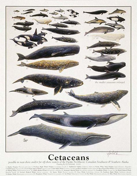 cetacean | ... Soon: Cetacean Rights Commissions and a Museum for Cetacean Rights Whale Chart, Prek Themes, Season Pictures, Marine Poster, Types Of Whales, Biology Poster, Minke Whale, Whale Illustration, Petit Tattoo